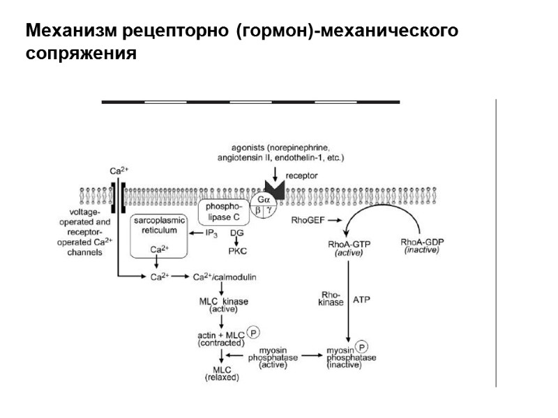 Механизм рецепторно (гормон)-механического сопряжения